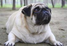 Hipotiroidismo en perros: Una de las enfermedades endocrinas más comunes sintomas de hipotiroidismo en perros