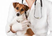 Descubre los Beneficios y los Riesgos de usar Ivermectina en perros ivermectina en perros