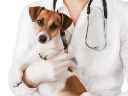 ivermectina en perros