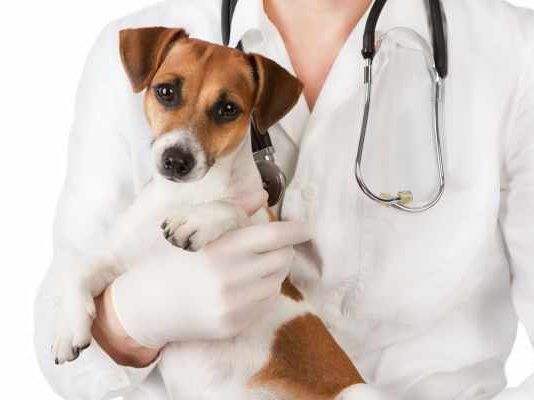 ivermectina en perros