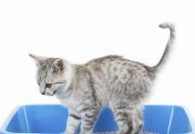 3 Pasos para enseñar a mi gato a usar la caja de arena