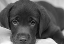 6 preguntas y respuestas sobre el moquillo canino