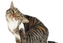 Conoce todo lo que debes saber acerca de los ácaros en gatos