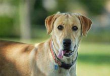 Síndrome de Cushing en perros: La enfermedad de los viejitos sindrome de cushing en perros