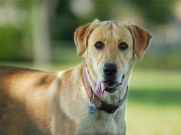 sindrome de cushing en perros