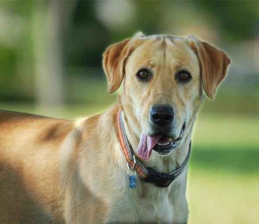 sindrome de cushing en perros