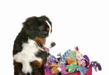 Top de las 11 cosas más importantes sobre juguetes para perros juguetes para nuestras mascotas