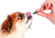 Los 3 secretos revelados sobre las vitaminas para perros las vitaminas para perros
