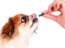 las vitaminas para perros