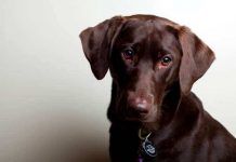 leptospirosis en perros