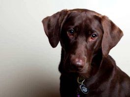 leptospirosis en perros