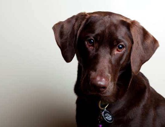 leptospirosis en perros