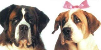 los nombres de perros famosos