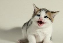 15 Datos curiosos sobre los gatos! datos curiosos sobre los gatos