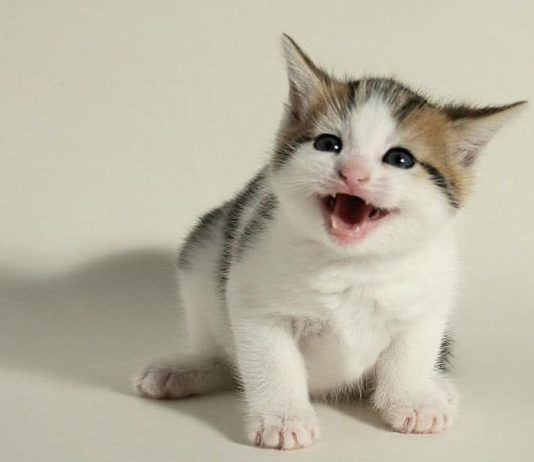 datos curiosos sobre los gatos