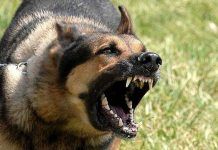 Los aspectos y recomendaciones sobre las mordeduras de perros mordeduras de perros