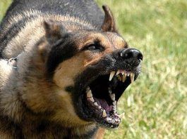 mordeduras de perros