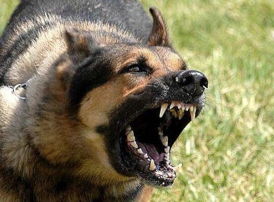 mordeduras de perros