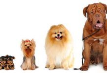 Más de 500 increíbles nombres para perros hembra nombres para perros hembra