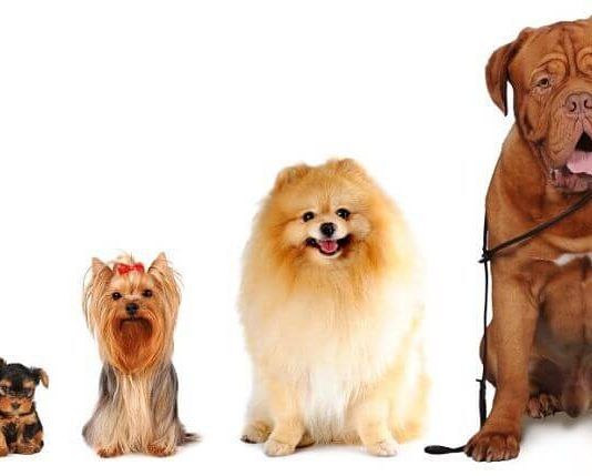 nombres para perros hembra