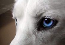 Enfermedades oculares en perros. Todo lo que debes saber