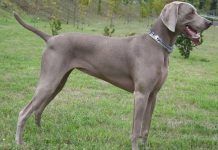 5 cosas que debes saber antes de adquirir un perro Weimaraner