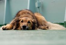 13 Causas de la Diarrea con sangre en perros diarrea con sangre en perros