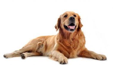 perros Golden Retriever