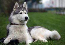 5 cosas que no sabias de la Raza de perros Husky Siberiano perros Husky Siberiano