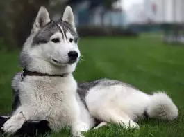 perros Husky Siberiano