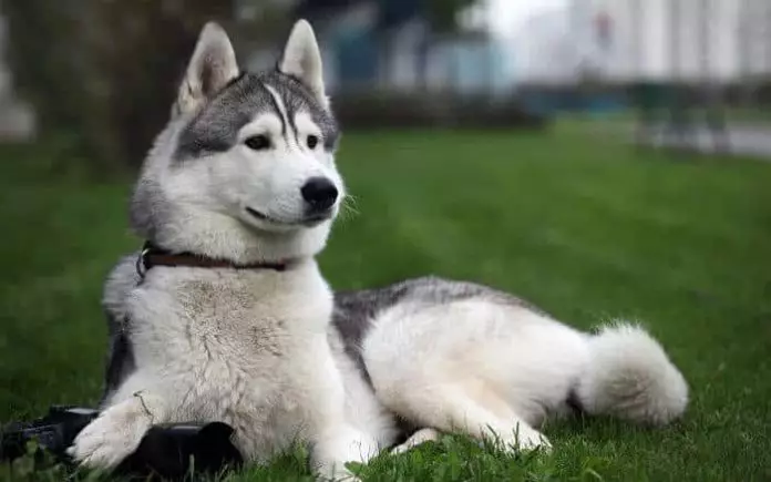 perros Husky Siberiano