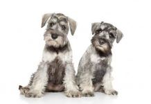 5 cosas esenciales que debes saber sobre los perros Schnauzer perros Schnauzer