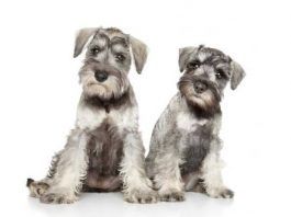 perros Schnauzer