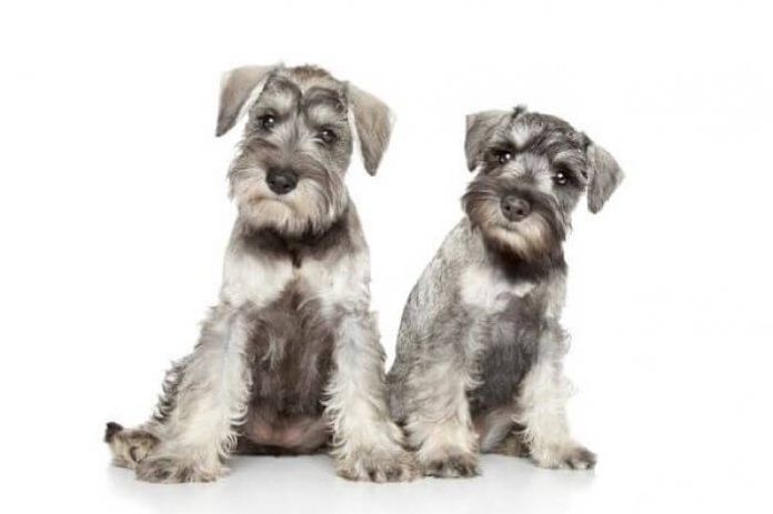 perros Schnauzer