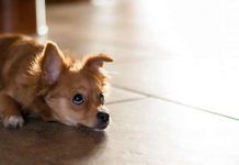 pancreatitis en perros