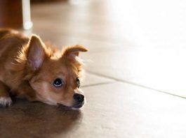 pancreatitis en perros