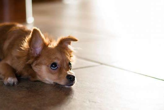 pancreatitis en perros