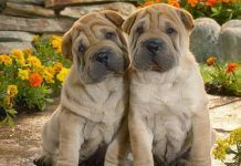 Las 5 mejores razas de perros de piel arrugada