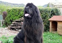 Personalidad de los perros Terranova | Muy conocido, Pero… raza de perros terranova