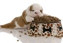 Pienso para perros | Ventajas, Desventajas y Modo de administracion pienso para perros