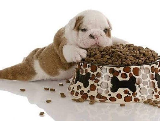 pienso para perros