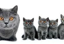 ¿Por qué esterilizar a mis gatos? Beneficios