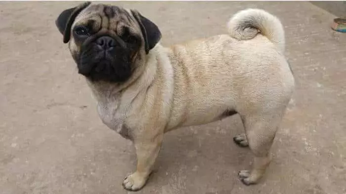 pug o carlino