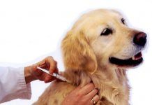 Vacunas para perros | Tipos, Aplicacion y Cuidados vacunas para perros