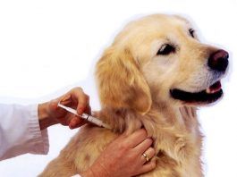 vacunas para perros