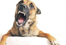 4 Pasos clave para detectar la Rabia en perros rabia en perros