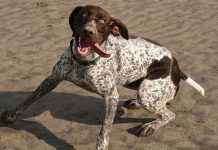 Hiperactividad en perros, ¿Qué es? y ¿Cómo tratarla?