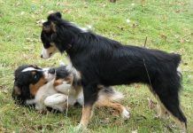 ¿Cómo reconocer y manejar al perro dominante?