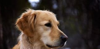 insuficiencia renal en perros