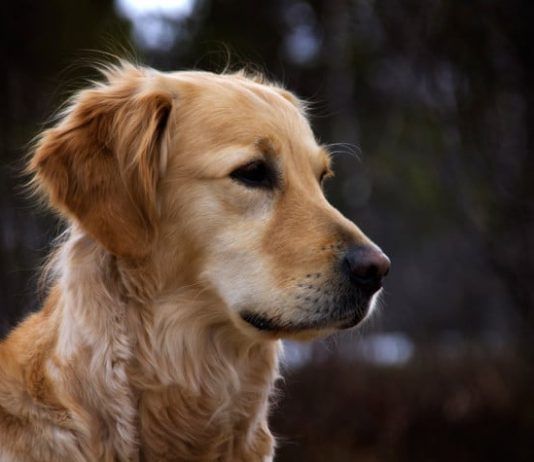 insuficiencia renal en perros